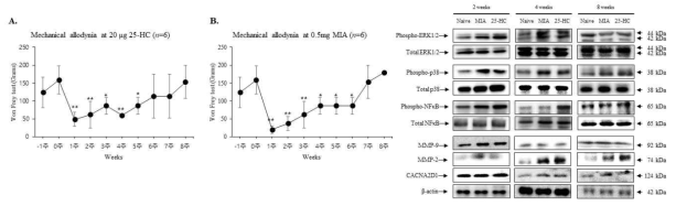 25-HC-induced OA 및 MIA-induced OA 동물모델의 통증 변화에 따른 MAPK, NFκB 및 통증전달관련 인자들의 발현변화