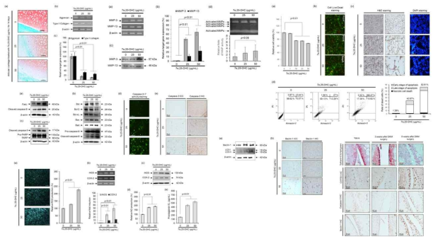 25-HC에 의한 관절연골퇴행 시 이의 하위 옥시스테롤 7α,25-dihydroxycholesterol의 관절연골세포 Oxiapoptophagy에 의한 세포사멸 유도 검증