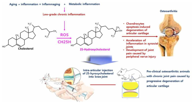 무릎관절강 내 25-hydroxycholesterol의 intra-articular injection에 의한 전임상적 퇴행성관절염 동물모델 제작에 대한 연구가설