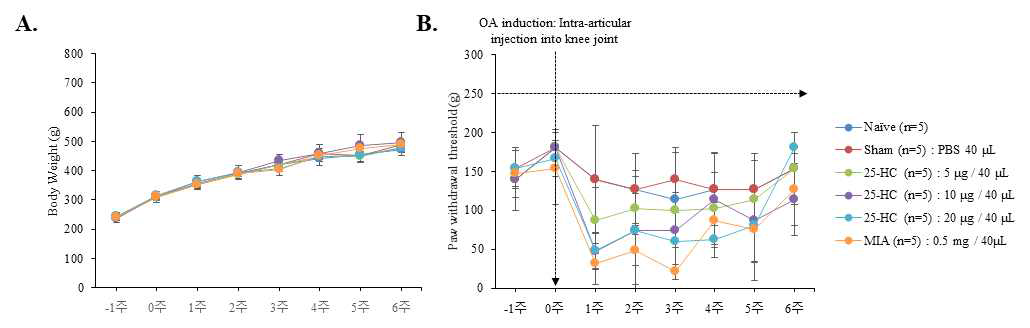 25-HC에 의한 통증유도 조건 분석. A, 8주간 실험동물의 체중변화. B, 실험동물의 오른쪽 무릎 내 25-HC의 intra-articular injection 후 von Frey filament에 의한 관절통증변화 분석