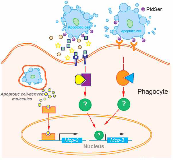 Mcp-3 발현 phagocytes내 신호전달 체계 규명receptor 관여 여부 규명