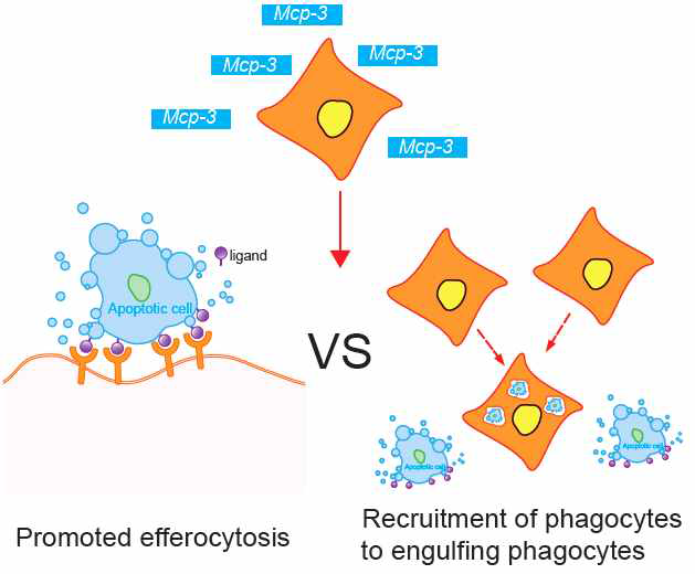 efferocytosis에 대한 Mcp-3의 영향 평가