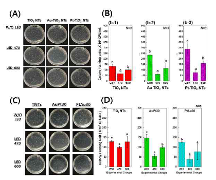 1) Au, Pt 단일코팅 실험군: (A) Streptococcus aureus agar diffusion tests 사진들, (B) 470 및 600 nm 가시광 조사·비조사된 Au 또는 Pt 단일코팅 티타니아 나노튜브 위에 배양된 Streptococcus aureus 의 CFU 결과. 2) Au/Pt 멀티 코팅 실험군: (A) Streptococcus aureus agar diffusion tests 사진들, (D) 470 및 600 nm 가시광 조사·비조사된 Au/Pt 멀티코팅 티타니아 나노튜브 위에 배양된 Streptococcus aureus 의 CFU 결과