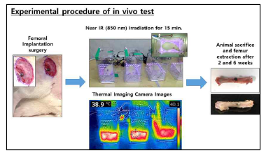 850 nm 근적외선 조사에 의한 백서 대퇴부에 이식된 임플란트의 골형성능 평가 실험 절차