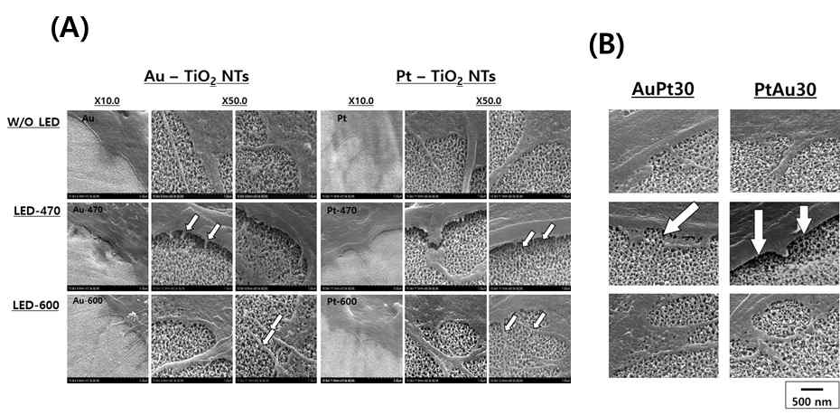 470 및 600 nm 가시광 조사 전후의 (A) Au 또는 Pt 단일코팅 티타니아 나노튜브 및 (B) Au/Pt 단일코팅 티타니아 나노튜브 위에 배양된 hMSCs의 filopodia 이미지들 (FE-SEM 관찰)