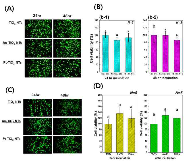 Au, Pt 코팅 티타니아 나노튜브 시편 위에 배양된 hMSCs의 Live/Dead Assay 결과 1) 단일 코팅: (A) Calcein AM 및 EthD-1 염색된 hMSCs 이미지, (B) Live/Dead assay 세포 생존률 2) 멀티 코팅: (C) Calcein AM 및 EthD-1 염색된 hMSCs 이미지, (D) Live/Dead assay 세포 생존률