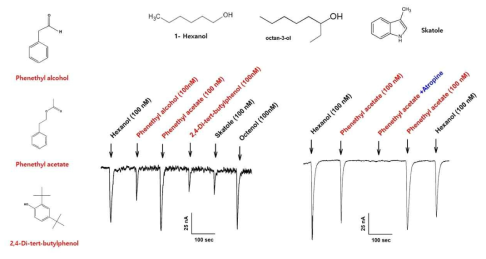 Receptor binding affinity assay