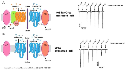 Orco receptor 단독 발현 및 Orco receptor & Or35a subtype 발현