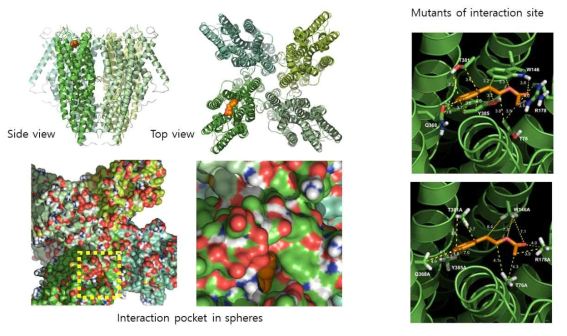 Orco receptor의 molecular docking 연구 수행