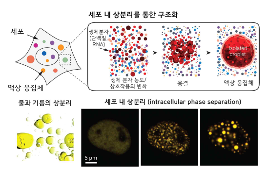 상분리 현상에 의한 세포 내부 구획화