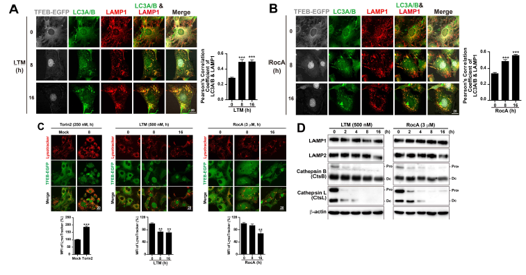 A와 B) TFEB-EGFP를 발현하는 세포에 단백질 번역 억제제들 LTM (500 nM)과 RocA (3 μM)를 지시한 시간 처리한 후 LC3와 LAMP1 항체를 이용 LC3 Puncta와 LAMP1 Puncta 가 colocalization되는 정도를 측정함. C) TFEB-EGFP를 발현하는 세포에 mTORC1 억제제 Torin2 또는 단백질 번역 억제제들 LTM (500 nM)과 RocA (3 μM)를 지시한 시간 처리한 후 TFEB-EGFP의 형광과 lysosome활성도 의존적 염색시약 Lysotracker로 염색된 lysosome의 평균 형광 세기(MFI)를 측정함. D) LTM과 RocA을 지시된 시간 동안 처리한 후, Lysosome 단백질 LAMP1과 2, Cathepsin B와 L의 변화를 Western blot으로 관찰한 결과