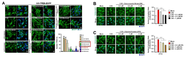 A) TFEB-EGFP를 발현하는 세포에 CHX와 inhibitors (10 uM)를 동시에 처리한 후 공초점 현미경을 이용 하여 단백질 번역 억제에 의한 TFEB-EGFP 핵 자리옮김 현상 억제효과를 비교 분석함. B)와 C) CHX에 의한 TFEB-EGFP 핵 자리옮김이 유도되는 조건에서 Butozonazol nitrate (BN)과 Ulipristal acetate (UPA) inhibitor의 여러 농도에 의한 TFEB-EGFP 핵 자리옮김 억제 효과를 공초점 현미경을 이용하여 비교 분석함