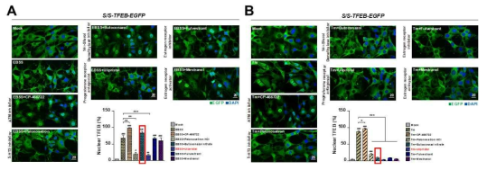 A) TFEB-EGFP를 발현하는 세포에 EBSS와 inhibitors (10 uM)를 동시에 처리한 후 TFEB-EGFP 핵 자리 옮김 억제 효과를 공초점 현미경을 이용하여 비교 분석함 B) TFEB-EGFP를 발현하는 세포에 Tm와 inhibitors (10 uM)를 동시에 처리한 후 TFEB-EGFP 핵 자리옮김 억제 효과를 공초점 현미경을 이용하여 비교 분석함