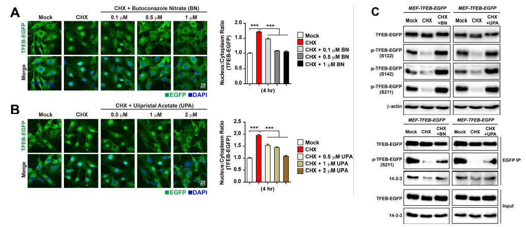 A와 B) TFEB-EGFP를 발현하는 세포에 CHX (50 μg/mL) + BN (0, 0.1, 0.5, 1 μM) 또는 CHX + UPA (0, 0.5, 1, 2 μM)를 4 h 시간동안 처리한 후 TFEB-EGFP 핵 자리옮김 정도를 비교 분석한 결과. C) LTM과 RocA을 지시된 시간 동안 처리할 후 TFEB와 LC3B의 변화를 Western blot으로 관찰한 결과. CHX에 의해 유도되는 TFEB 탈인산화를 BN과 UPA가 억제함을 보이는 Western blot 결과 (위쪽 결과). CHX에 의해 유도되는 TFEB 탈인 산화에 의한 14-3-3 해리는 BN과 UPA가 억제함을 보이는 Western blot 결과 (아래쪽 결과)