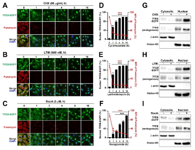 A-C) TFEB-EGFP를 발현하는 세포에 단백질 번역 억제제들 cycloheximide (CHX, 50 μg/mL) (A), lactimidomycin (LTM, 500 nM) (B) rocaglamide A(RocA, 3 μM) (C)를 지시한 시간동안 처리한 후 TFEB-EGFP 핵 자리옮김을 공초점 현미경을 이용하여 비교 분석한 결과. 최종 처리 시간의 마지막 10 min 동안 puromycin (10 μg/mL) 처리하여 합성되고 있는 단백질을 puromycin으로 염색하여 anti-puromycin antibody (red)으로 단백질 합성을 관찰함. D-F) TFEB-EGFP 핵이동이 일어난 세포의 percentage (왼쪽 Y 축 값)과 Puromycin의 평균 형광세기(MFI) (오른쪽 Y 축 값) 분석 결과. G-I) 단백질 번역 억제들을 처리한 TFEB-EGFP 발현 세포주의 핵/세포질 분획을 통한 TFEB-EGFP와 endogenous TFEB의 핵 자리옮김 Western blot 관찰 결과