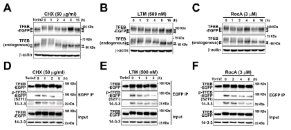 A-C) TFEB-EGFP를 발현하는 세포에 단백질 번역 억제제들 cycloheximide (CHX, 50 μg/mL) (A), lactimidomycin (LTM, 500 nM) (B) rocaglamide A(RocA, 3 μM) (C)를 지시한 시간동안 처리한 후 Western blot을 통한 TFEB-EGFP와 TFEB의 사이즈 변화를 관찰함. D-F) CHX, LTM과 RocA을 시간별로 처리한 TFEB-EGFP 발현 세포의 lysate에서 EGFP 항체를 이용하여 면역침강법을 실시 한 후 면역침강된 TFEB-EGFP Serine 121번의 탈인산화 정도와 14-3-3 단백질 해리 정도를 관찰한 결과