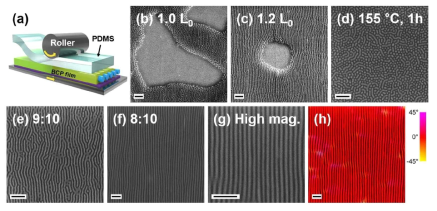 블록공중합체의 전단 압연 공정 조건의 최적화를 통해 얻어낸 고품질의 나노패턴. (a) 전단압연 공정의 모식도. (b),(c) 고분자의 양이 부족하여 생기는 박막의 결점. (d) 전단압연 공정 전의 무작위 배향 상태의 고분자박막. (e) 전단응력이 부족하여 배향이 완전히 되지 않은 상태. (f)-(h) 전단응력 통제실험을 통해 얻어낸 최적화 상태의 나노패턴