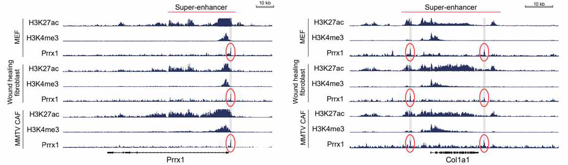 3종의 마우스 섬유아세포 및 CAF의 대표적인 super-enhancer와 Prrx1 binding Peak