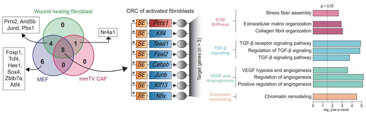 이 3종의 마우스 fibroblast 및 CAF에 공통되는 핵심 master transcription factor들을 발굴하였으며 이 들으니 ECM remodeling등의 myofibroblast의 고유기능과 관련이 깊음