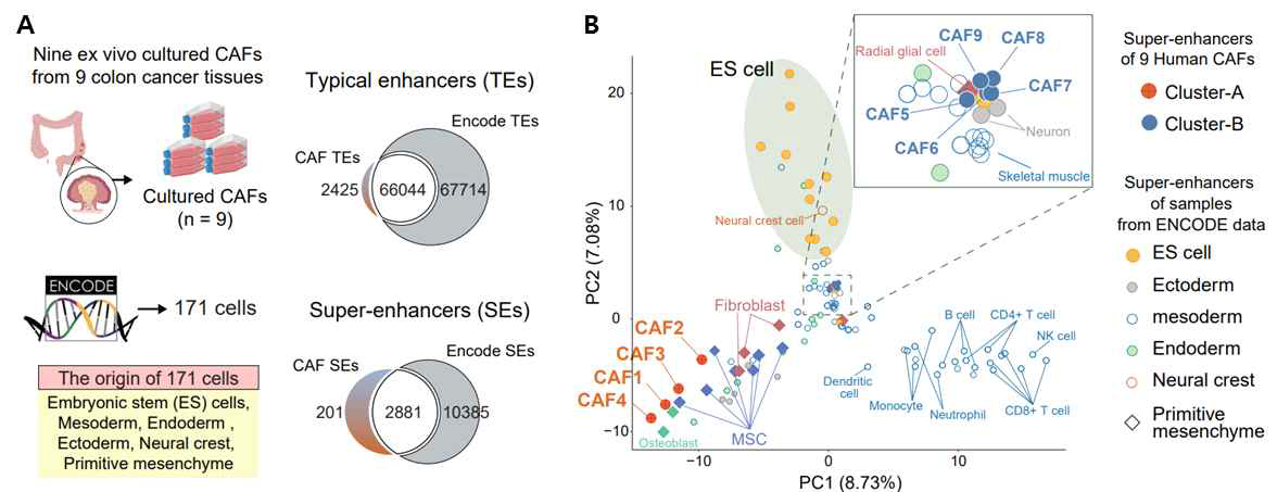 9종의 human colon cancer CAFs들의 68469개의 enhancer와 3082개의 super-enhancer 들을 찾아냄. 특히 super-enhancer의 패턴에 따라 기존 데이터와 비교했을 때 이 9개의 CAF는 선명하게 두 그룹으로 나누어짐