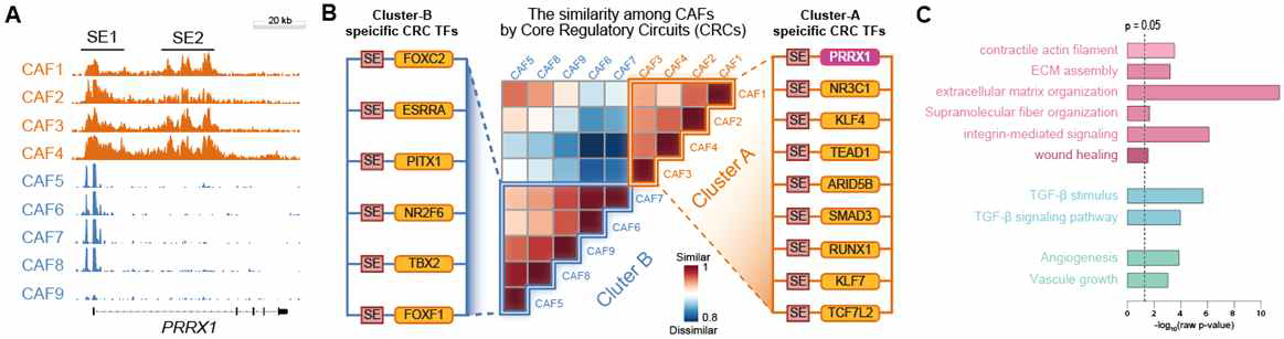 (A) 9종의 human colon CAF의 대표적인 유전자 Prrx1주변의 super-enhancer 분포를 보임 (B) 이 9종 human colon CAF의 내부 전사인자 네트워크의 유사성을 계산하였으며 각 cluster의 핵심 master transcription factor를 도출함. (C)특히 cluster A에 속한 핵심 master transcription factor들이 조절하는 유전자들의 기능을 조사하였는데 대부분 myofibroblast의 기능에 관련된 것임