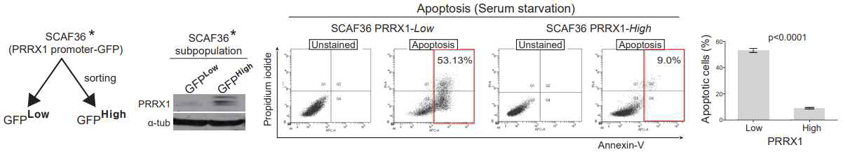 Prrx1이 많이 발현되는 CAF는 apoptosis가 훨씬 적게 일어남을 확인함
