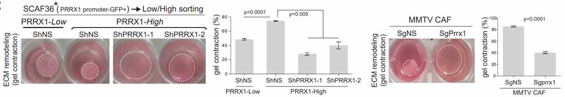 Prrx1이 높게 발현되는 CAF와 아닌 CAF의 gel contraction능력을 비교하였으며 Prrx1(+) CAF의 gel contraction능력이 월등히 높음. 또한 Prrx1을 억제하였을 때 CAF의 gel contraction능력이 감소함도 확인함