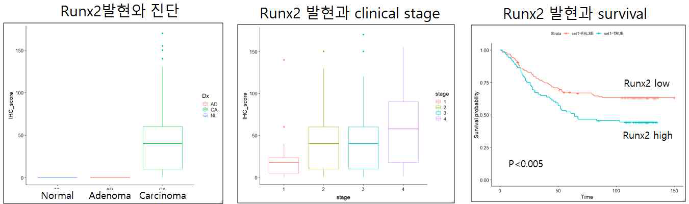 대장암조직에서의 Runx2 발현을 조사하였음. 정상 및 양성종양에서는 발현되지 않았고 임상병기가 증가할수록 Runx2 발현이 증가하였음. 특히 암연관섬유아세포에서 Runx2발현이 높은 대장암 환자들이 예후가 나쁨