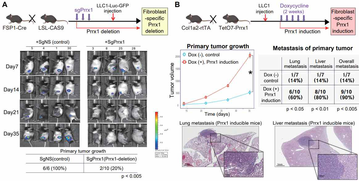 (A)Prrx1 KO mice와 (B)Prrx1-inducible mice에서의 종양증식 변화