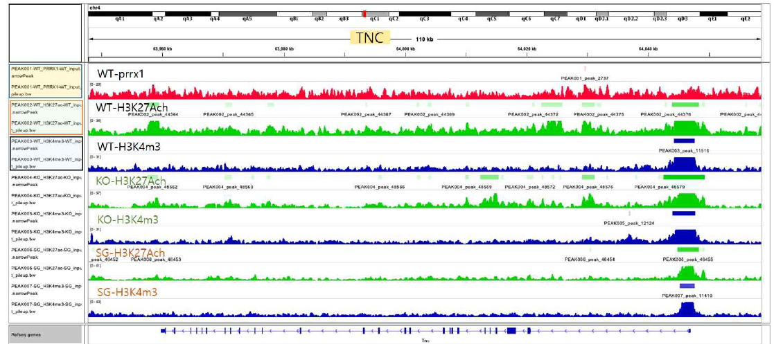 ChIP-SEQ의 한가지 예로서 TNC(Tenascin-C)주변의 super-enhancer의 위치와 Prrx1 binding site를 확인함