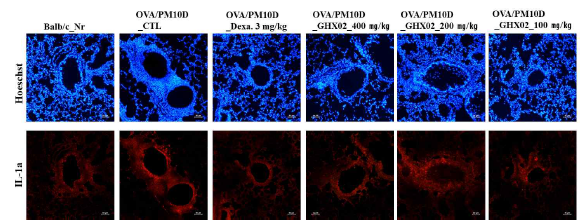 The effects GHX02 on immune histology fluorescent (IHF) staining (IL-1a) in lung tissue in in OVA/PM10D induced asthma/rhinitis murine model