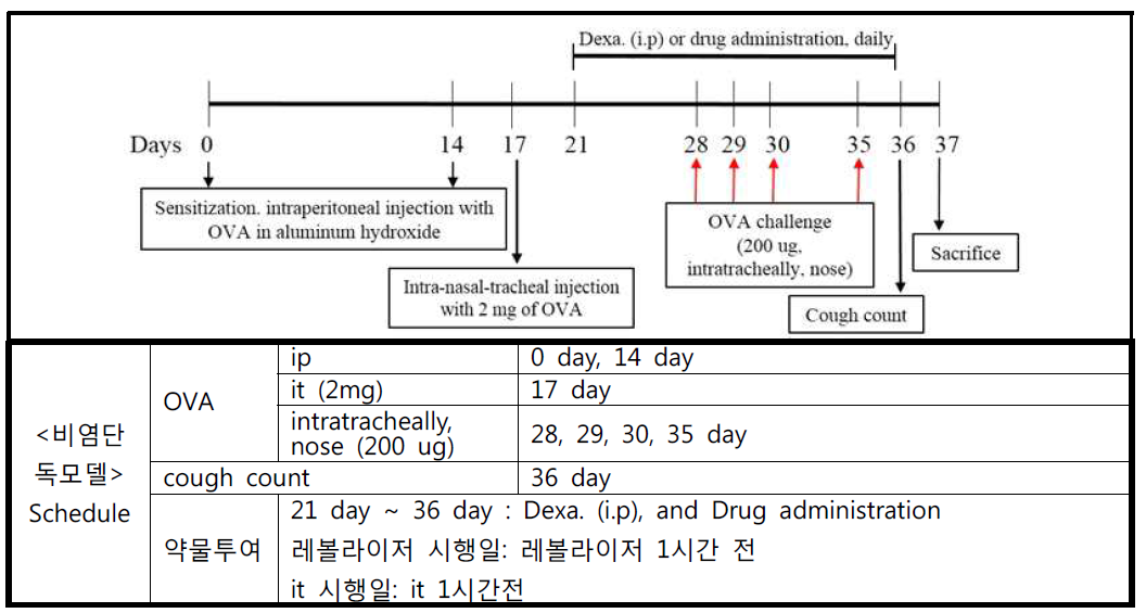 비염단독모델의 동물실험 일정