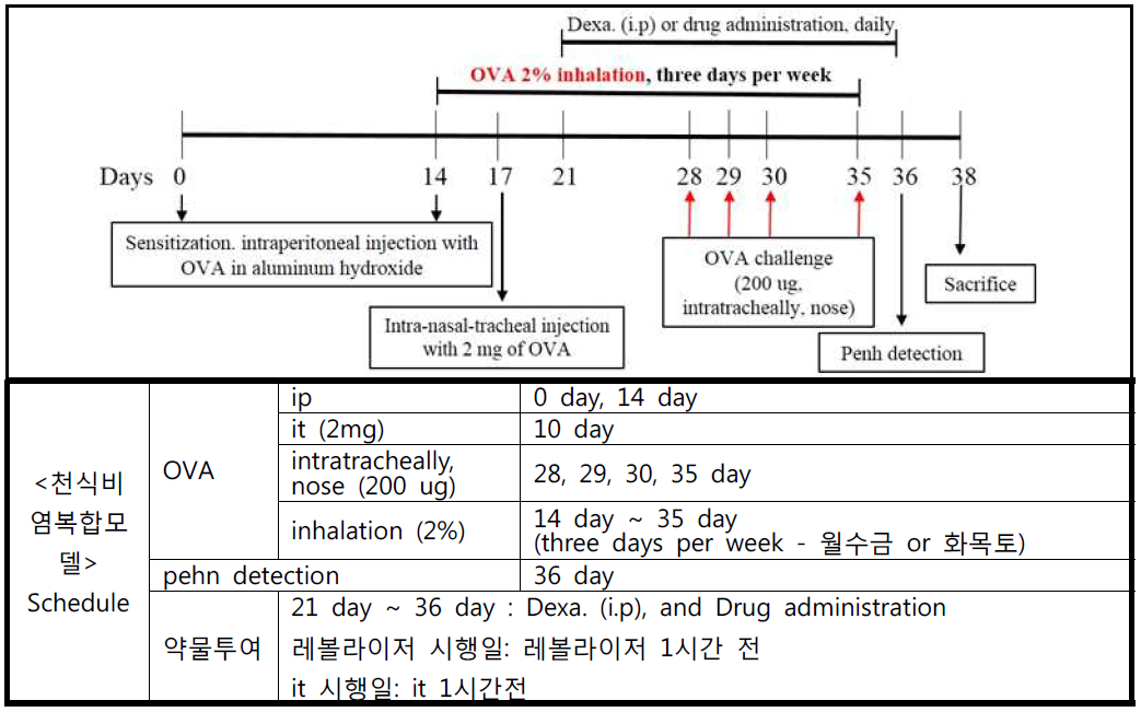 OVA천식-비염 복합모델의 동물실험 일정