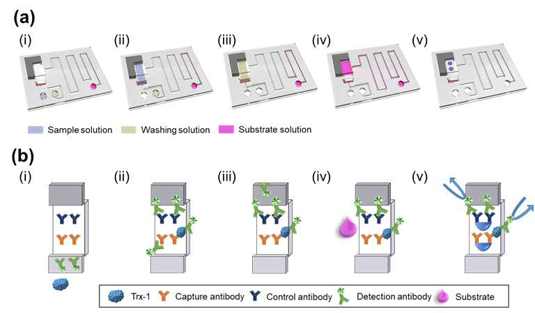 (a) 종이칩 유체 이동 순서와 (b) 반응부에서의 효소 면역 반응