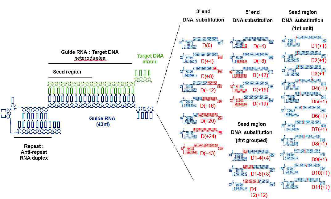 키메릭 DNA-RNA 가이드(crRNA의 3’, 5’말단을 DNA로 치환)를 이용한CRISPR-Cas12a(Cpf1)의 타겟 유전자 절단 실험. crRNA의 RNA부분은 파란색으로, DNA부분은 붉은색(숫자는 치환된 DNA 갯수)으로 표시하였음