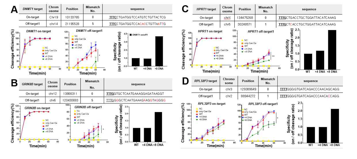 DNA 가이드 기반 CRISPR-Cas12a 유전자 가위의 표적 특이성 확인. 다양한 유전자내 표적 염기서열(A:DNMT1, B:GRIN2B, C:HPRT1, D:RPL32P3)에 대하여 표적 특이성(표적 절단/비표적 절단)을 측정하였음. 왼쪽: 표적 절단 효율(%), 중간: 비표적 절단 효율(%), 오른쪽: 표적 특이성. WT: wild-type crRNA, 4DNA, 8DNA: 각각 4-nt, 8-nt DNA 치환된 chimeric DNA-RNA crRNA