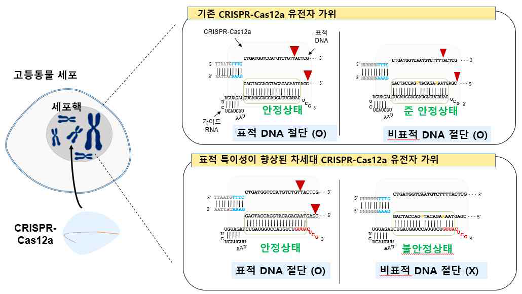 DNA 가이드 기반 CRISPR-Cas12a 유전자 가위의 표적 특이성이 증가되는 메커니즘. 표적 염기서열 절단은 유지되고, 비표적 염기서열 절단은 줄어들어 표적 특이성이 증가