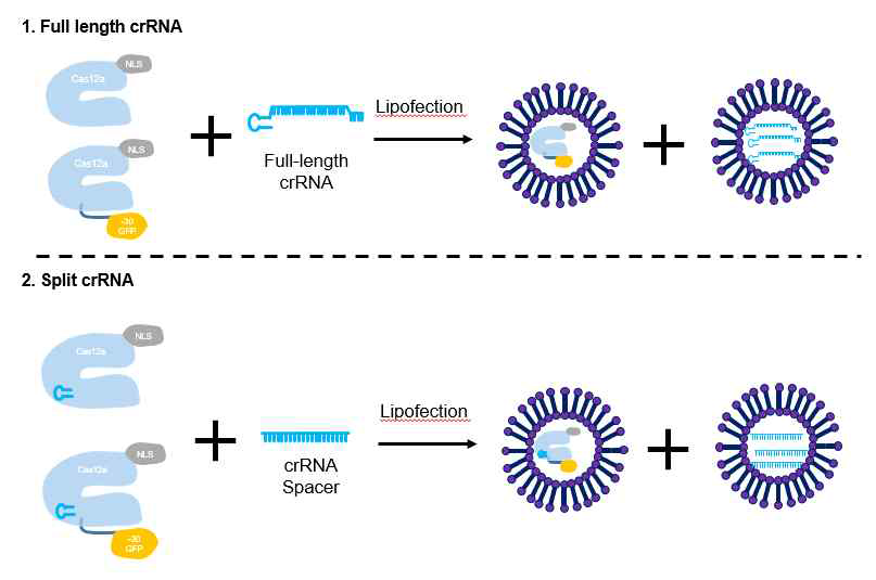 음전하(-30) GFP 연결에 의한 chimeric DNA-RNA 기반 Cas12a 유전자 가위의 세포내 전달 방식