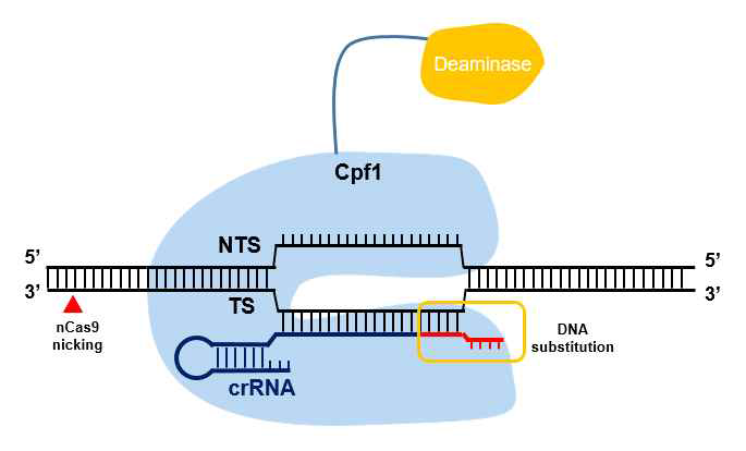 chimeric DNA-RNA 기반 Cas12a ABE(adenine base editor) 시스템. 붉은색 화살표: 닉카아제(nickase)의 닉형성지점, crRNA내 붉은색: crRNA 3‘ 말단의 DNA 치환
