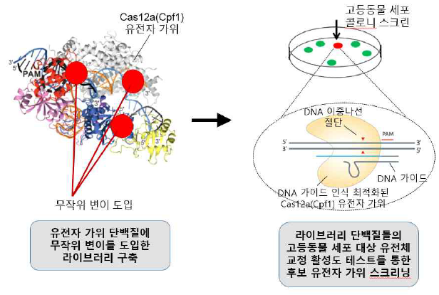 CRISPR-Cas12a 유전자 가위 라이브러리 기반 DNA 가이드 활성 스크리닝 시스템 구축. Cas12a 단백질과 RNA 가이드가 접촉하는 부위에 변이를 집중적으로 도입하여 라이브러리를 구축, 고등동물 세포에 적용하여 DNA 가이드 활성이 있는 변이들을 선별함
