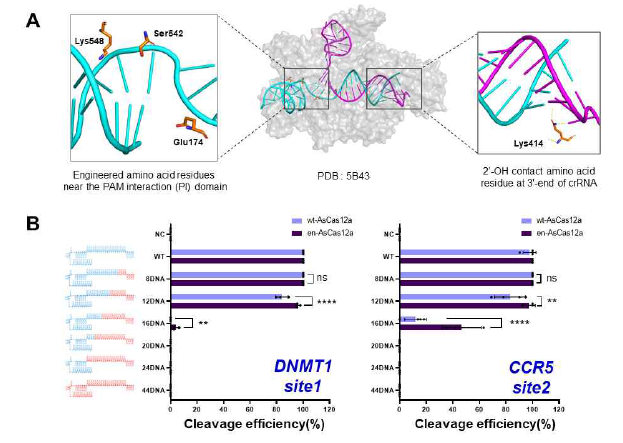 chimeric DNA-RNA 가이드 기반 engineering 된 en-Cas12a 와 wt-Cas12a의 표적 DNA 절단 활성 비교. A) Cas12a 단백질의 엔지니어링을 통한 PAM 인식강화된 en-Cas12a 유전자가위 제작, B) 다양한 nt 의 DNA가 치환된 chimeric DNA-RNA 가이드 기반 engineering 된 en-Cas12a 와 wt-Cas12a의 표적 DNA 절단 활성 비교. 붉은색: 가이드 RNA중 치환된 DNA