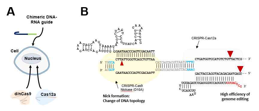 chimeric DNA-RNA 가이드 기반 engineering 된 en-Cas12a 와 wt-Cas12a 의 세포내 전달방법 최적화와 유전자교정 원리. A) Cas12a 유전자가위와 chimeric DNA-RNA 가이드의 순차적인 세포내 전달. 붉은색 화살표: 절단지점, 가이드 RNA내 붉은색: DNA 치환된 부분