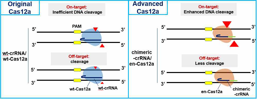 chimeric DNA-RNA 가이드 기반 engineering 된 en-Cas12a의 표적 특이성과 변이유도 효율성 제고 모델. 붉은색 화살표: 절단지점, 가이드 RNA(crRNA) 내 녹색: DNA 치환된 부분