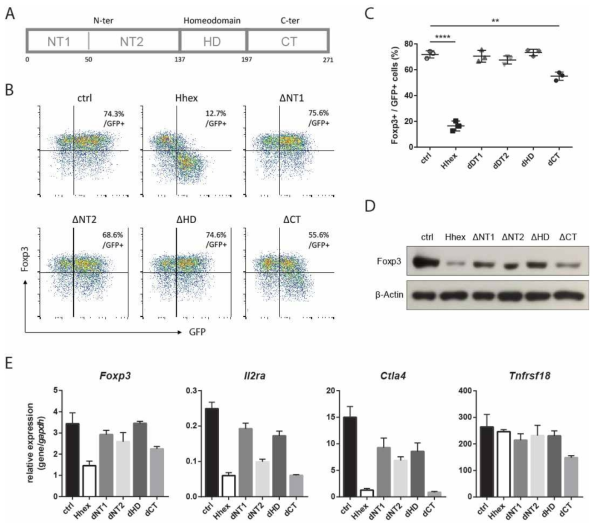 Hhex는 Foxp3와 결합하여 Foxp3의 transcriptional activity를 억제함