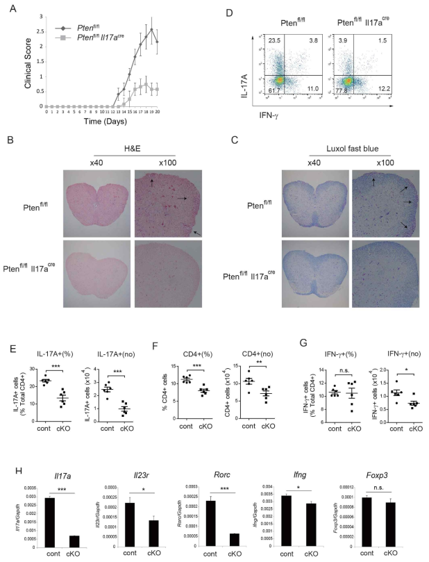 PTEN KO mice를 이용한 in vivo 기능 연구