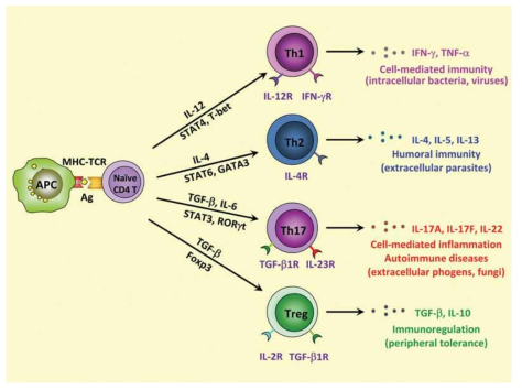 CD4 T 세포의 분화와 기능