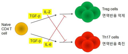 Th17과 Treg 세포의 상호배타적 분화