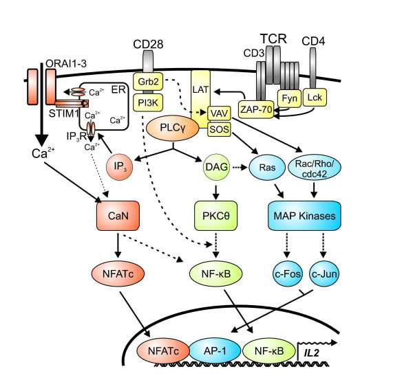 단순화한 TCR/CD28을 통한 신호전달 과정