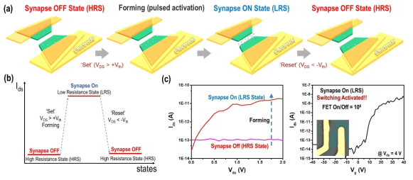 (a), (b) 본 연구에서 제안하는 뉴런-시냅스 소자 작동 메커니즘, (c) HRS와 LRS 상태를 보여주는 연구 결과