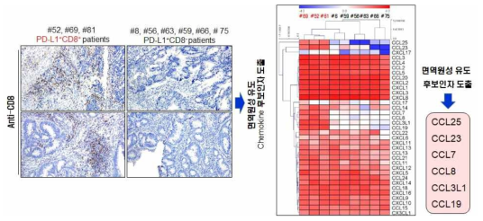 PD-L1 양성 발현 환자별 CD8 T cell 발현 패턴 및 면역원성 유도 인자 도출